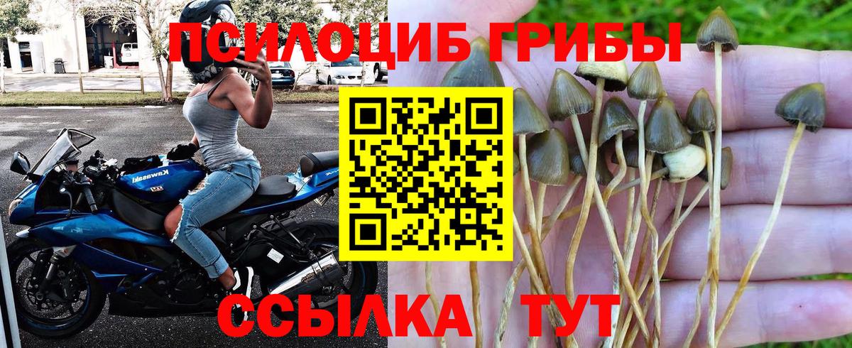 Псилоцибиновые грибы Psilocybe  купить   Менделеевск  Вход с VPN 